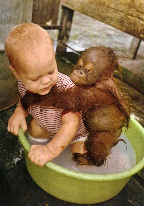 サルと赤ちゃん