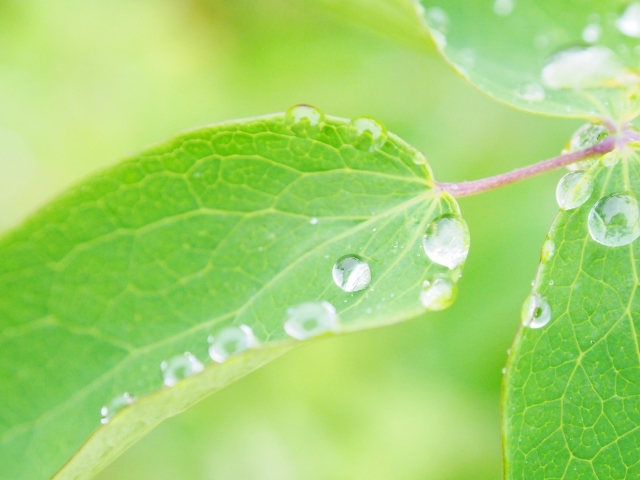 緑の葉　穀雨
