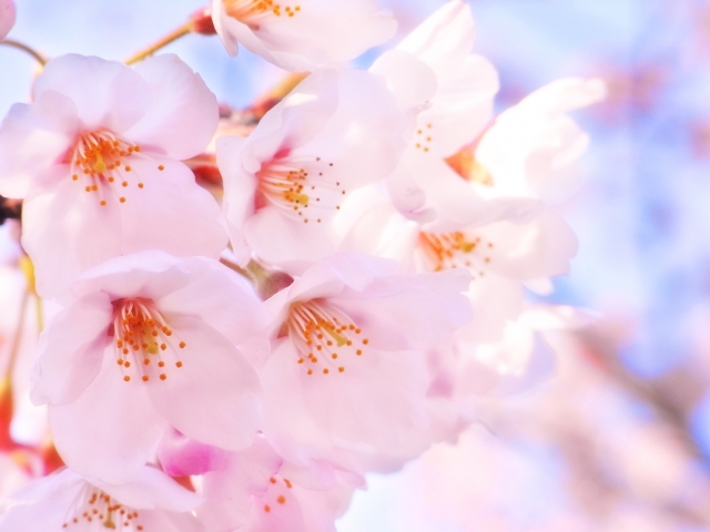 桜　オルゴール